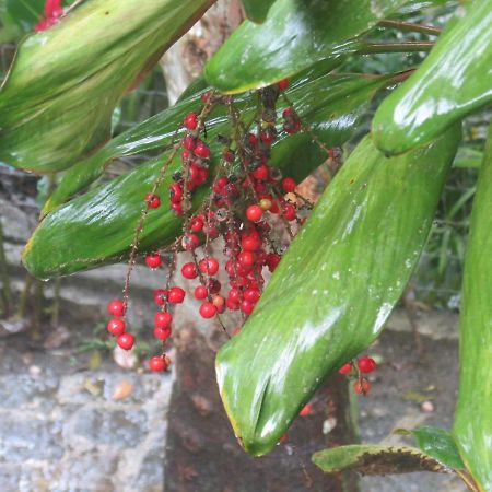 Pousada Guapuruvu Vila do Abraao ภายนอก รูปภาพ